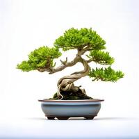 bonsai dentro Panela isolado em branco ai generativo foto