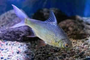 peixes de aquário no fundo de rochas artificiais e vegetação. foto