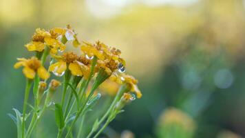 vibrante, orvalho coberto amarelo flores florescendo em uma verão manhã. foto