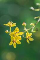 vertical imagem do amarelo flores crescendo em uma solteiro haste contra uma borrado, verde fundo. foto