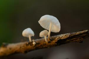 fungo crescendo em decadente madeira. foto