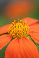 a brilhante laranja flor pétalas do uma vibrante tithonia plantar. foto