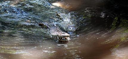 o grande crocodilo no norte da Tailândia.