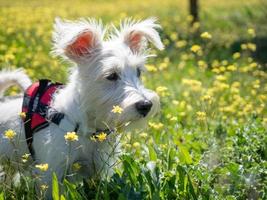 filhote de cachorro schnauzer na cor branca e com arnês vermelho observe de perto foto