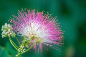 flor do lankaran acácia albizia albizia julibrissin. fechar acima foto