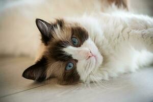 lindo jovem branco de raça pura boneca de pano gato com azul olhos. foto