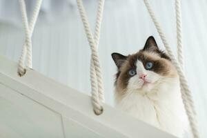 lindo jovem branco de raça pura boneca de pano gato com azul olhos. foto