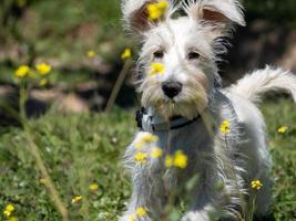 filhote de schnauzer em branco, olhando atentamente para as flores amarelas foto