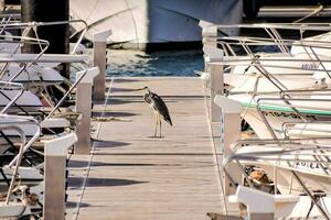 uma pássaro em pé em uma doca Próximo para uma barco foto