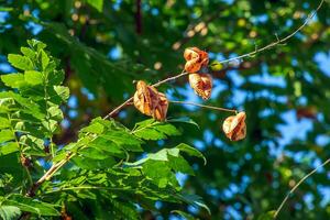 lanterna árvore ou dourado chuva árvore. botânico nome koelreuteria paniculata. comum decíduo rua árvore. foto