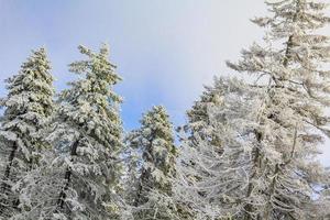 nevou em uma paisagem de pinheiros gelados, montanha harz alemanha foto