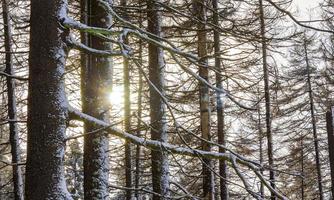 sol entre nevado em pinheiros gelados brocken harz alemanha