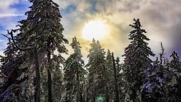 sol entre nevado em pinheiros gelados brocken harz alemanha foto