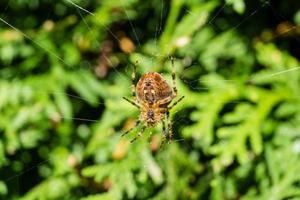 aranha na teia foto