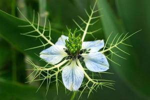 flores azuis nigella damascena no jardim foto