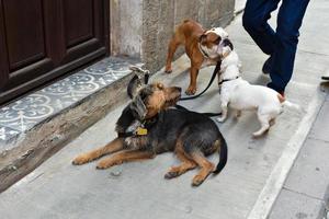 cães estão esperando por seu passeador de cães foto