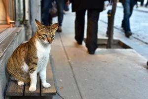 lindo gato de rua sentado e olhando as pessoas na rua foto