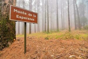 monte de la espina placa dentro a enevoado floresta foto