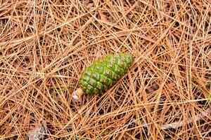 uma pinho cone deitado em a terra dentro a madeiras foto