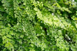 folha verde com gotas de água foto