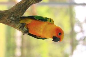 pássaros papagaio conure sol no galho foto