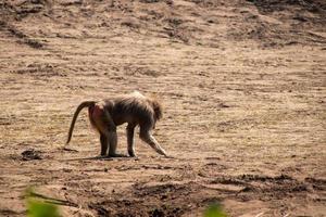 macaco em busca de comida foto