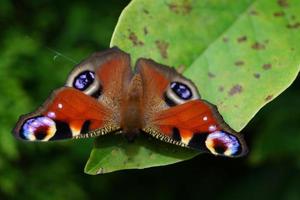 borboleta de pavão em buddleja davidii foto