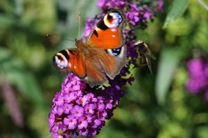 borboleta de pavão em buddleja davidii foto