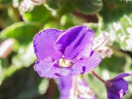 flor de viola roxa foto