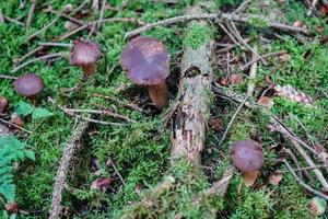 cogumelos no chão de uma floresta foto