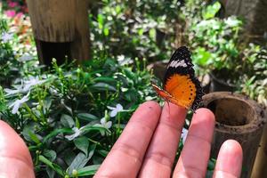 Danaus genutia genutia cramer disponível foto