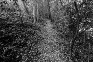 uma Preto e branco foto do uma caminho dentro a madeiras