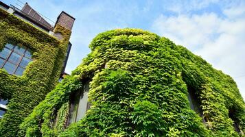 construção com alpinista plantas, hera crescendo em a muro. ecologia e verde vivo dentro cidade, urbano meio Ambiente conceito. foto