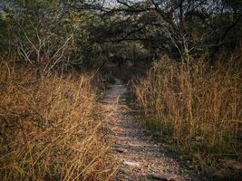 trilha estreita em uma floresta foto