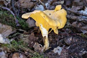 foto detalhada de um cogumelo chanterelle amarelo com caracol