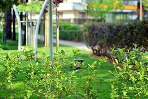 ornamental arbustos e plantas perto uma residencial cidade casa foto