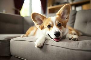 lindo, inteligente, calma de raça pura corgi cachorro deitado em em sofá dentro vivo sala. generativo ai foto