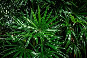 folha do Rhapis humilis blume árvore Está uma árvore este ajuda purificar a ar fechar acima. Sombrio verde folha textura fundo bandeira, tropical selva tom Projeto ecológico conceito foto