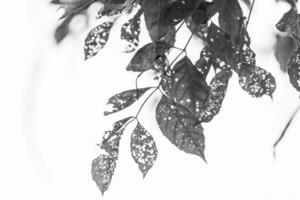 Preto e branco folha com buracos, comido de pragas foto