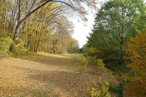 lindo natureza outono panorama. cenário Visão em outono cidade parque com dourado amarelo folhagem dentro nublado dia foto