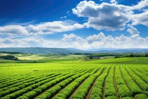 agricultura dentro toscana, Itália. verde campo e azul céu, panorâmico foto do uma lindo agrícola Visão com Pimenta e alho-poró plantações, ai gerado