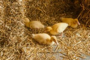 viver amarelo patos Próximo para fresco feno fechar-se. a conceito do levantando animais em uma Fazenda. foto