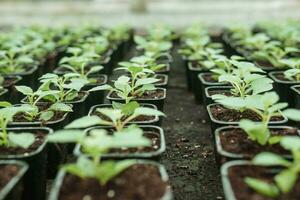 estufa com uma ampla variedade do verde plantas. a conceito do plantio cultivo dentro Primavera. foto