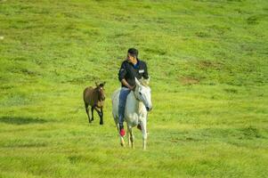 jovem homem dentro a campo equitação cavalo, uma homem equitação cavalo dentro a campo e apontando, equitação uma lindo cavalo dentro a campo foto