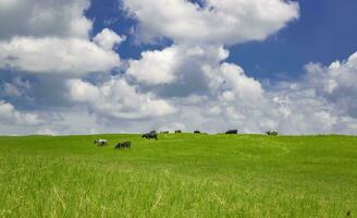 vacas dentro a campo comendo grama, foto do de várias vacas dentro uma verde campo com azul céu e cópia de espaço, uma verde campo com vacas comendo Relva e lindo azul céu