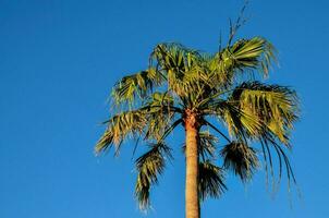 palmeira tropical foto