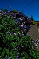 roxa flores e azul céu dentro a fundo foto