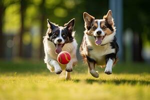 dois galês corgi cachorros corrida com uma bola dentro a boca, dois cachorros corrida com vermelho bola dentro boca em verde Relva dentro parque, ai gerado foto