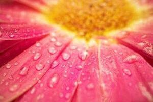 Rosa margarida gerbera flor fechar acima foto