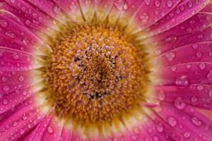 Rosa margarida gerbera flor fechar acima foto